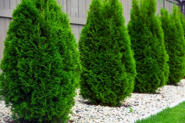 Arborvitae Planting in Elk River