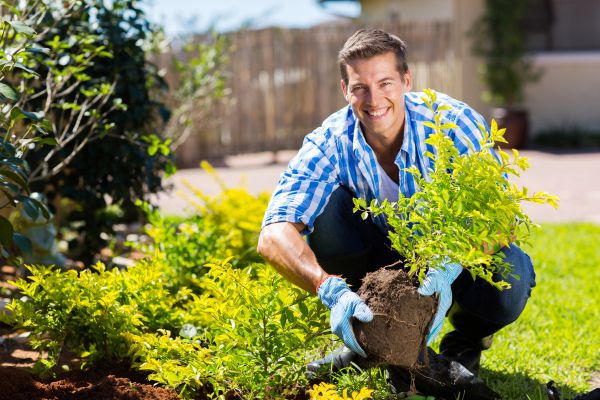 Bush Planting Service in Elk River