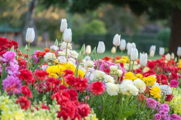 Gardening Service in Elk River