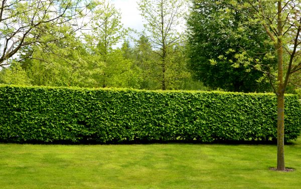 Hedge Planting in Elk River