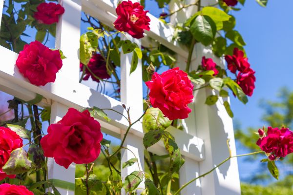 Home Gardening Service in Elk River