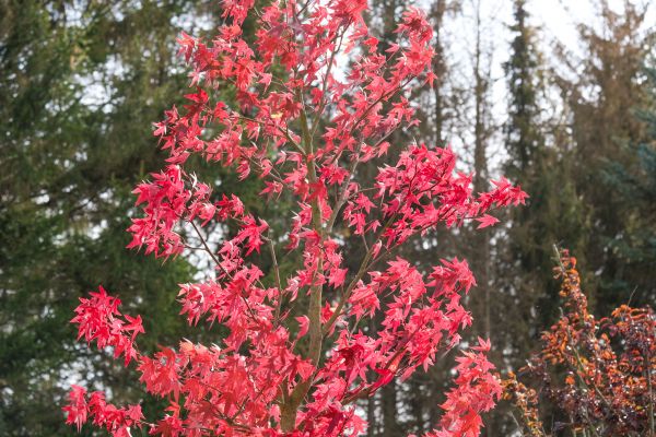 Japanese Maple Planting in Elk River
