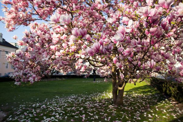 Magnolia Tree Planting in Elk River