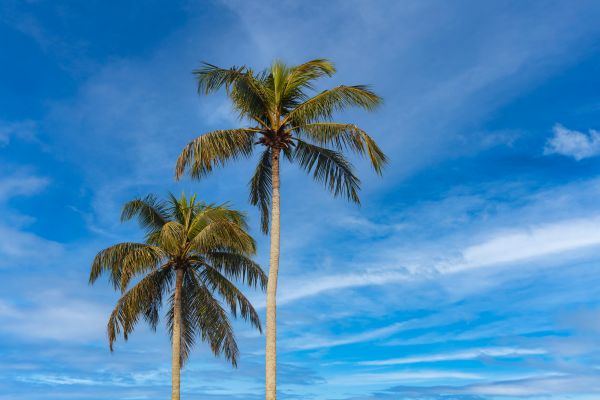 Palm Tree Planting in Elk River