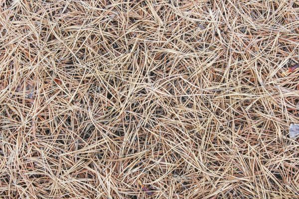 Pine Straw Installation in Elk River