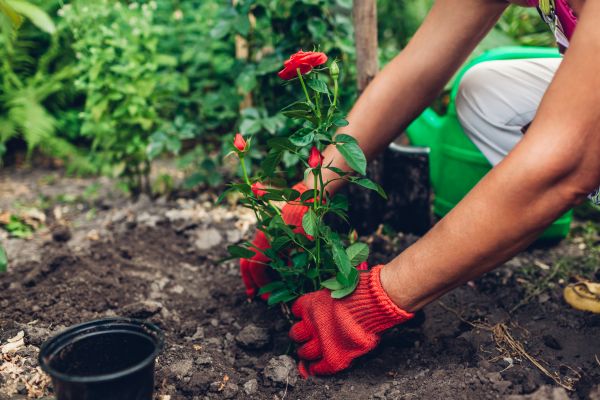 Planting Service in Elk River