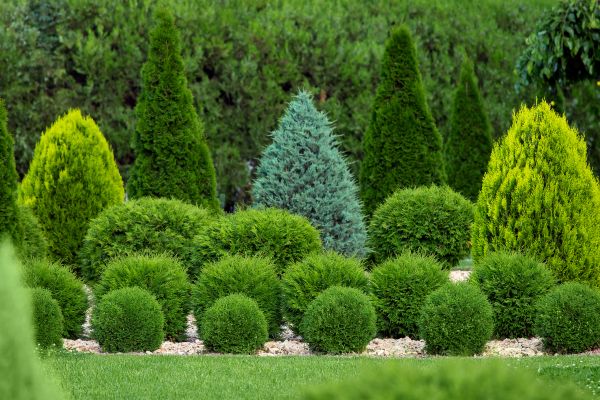 Shrub Replacement in Elk River