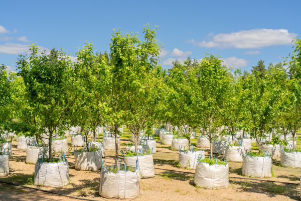 Tree Planting Service in Elk River