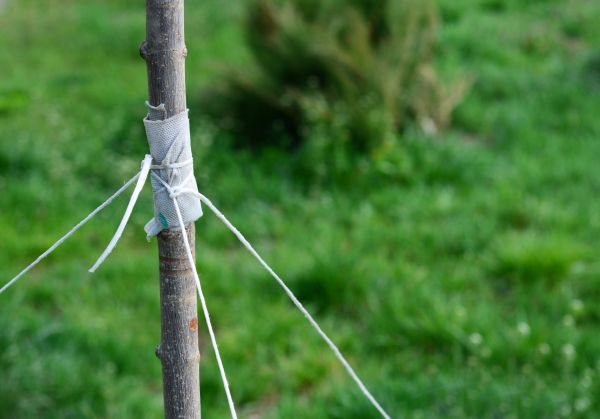 Tree Staking Service in Elk River