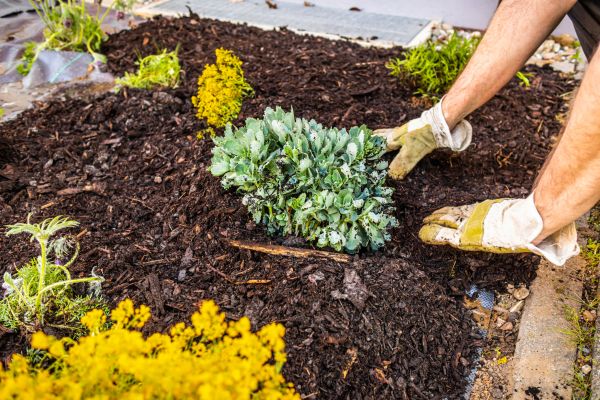 Weeding And Mulching in Elk River