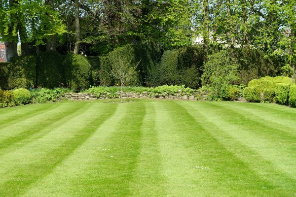 Lawn Renovation in Elk River