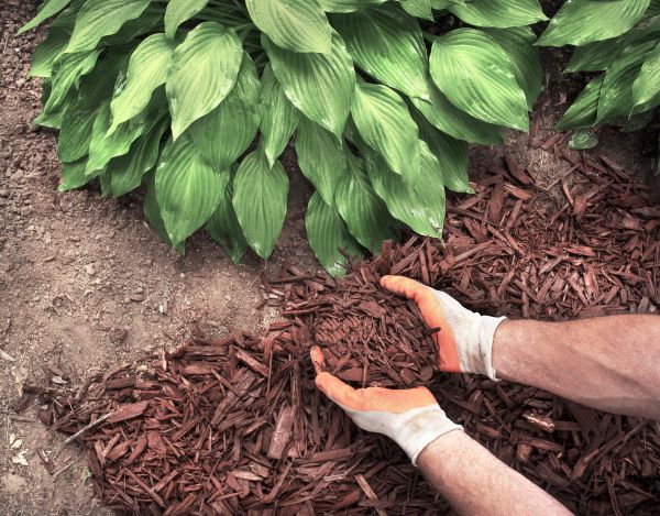 Shredded Mulch Service in Elk River