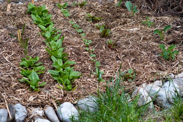 Mulch Service in Elk River