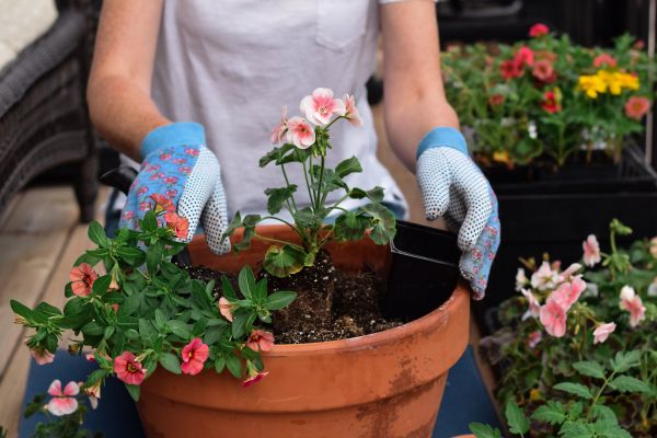 Plant Care Service in Elk River
