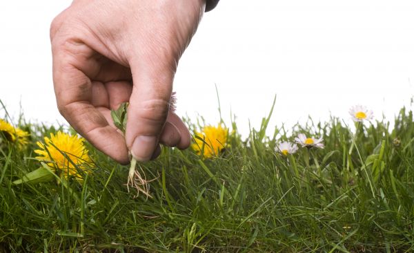 Lawn Weeding in Elk River