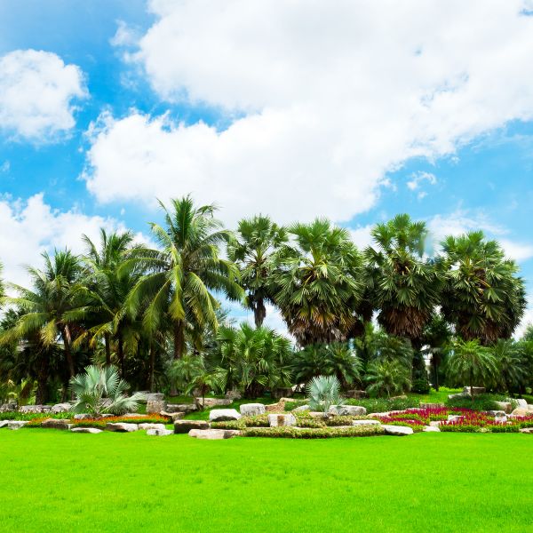 Tropical Landscaping in Elk River