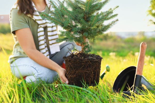 Spruce Tree Planting in Elk River