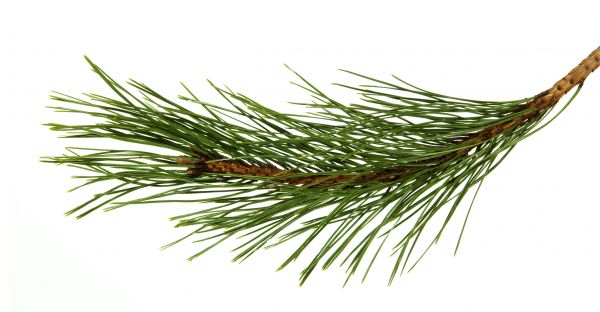 Pine Needles Installation in Elk River