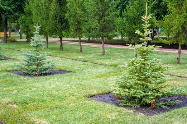 Privacy Trees Planting in Elk River