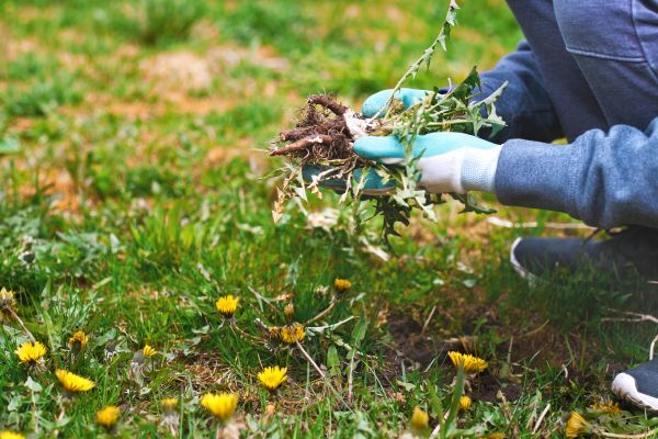 Flower Bed Clearing in Elk River