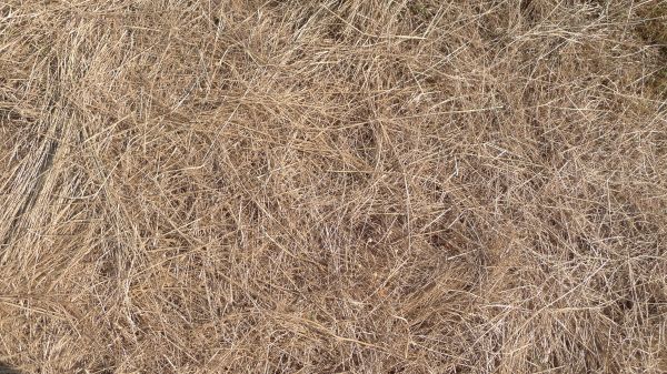 Pine Straw Replacement in Elk River