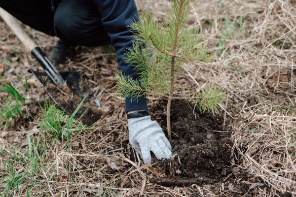 Pine Tree Planting in Elk River