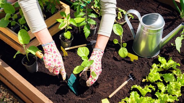 Garden Bed Installation in Elk River