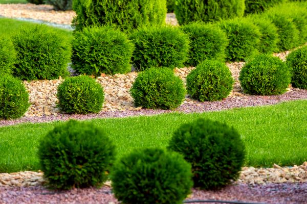 Bush Replacement in Elk River