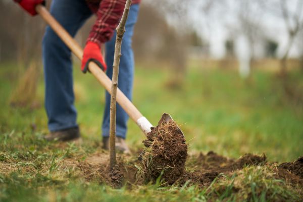Trees Planting in Elk River