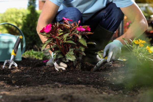 Plant Replacement in Elk River