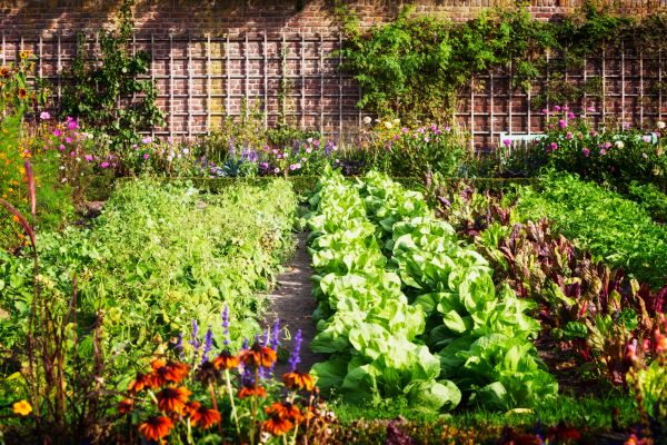 Garden Planting Service in Elk River