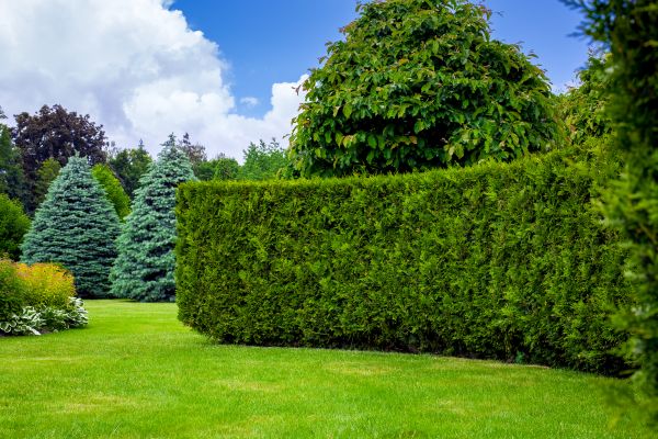 Hedge Landscaping in Elk River