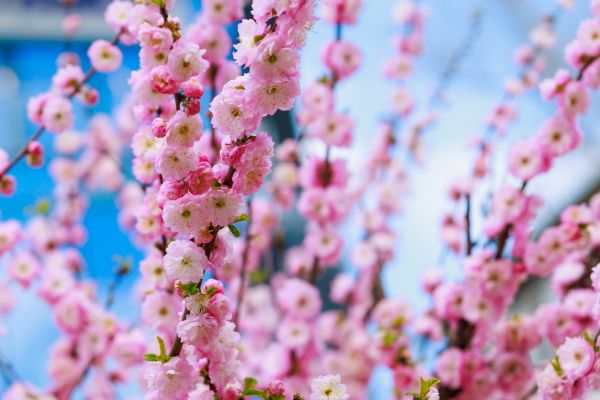 Japanese Cherry Tree Planting in Elk River