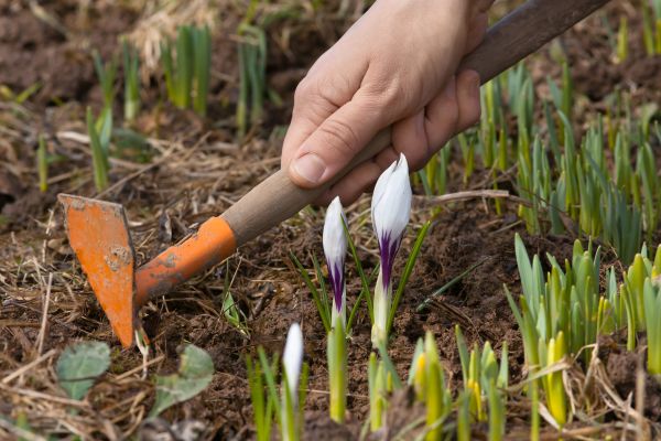 Flower Garden Weeding in Elk River