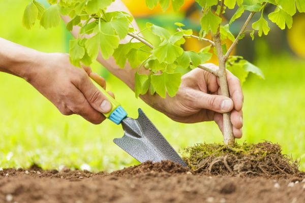 Fruit Tree Planting in Elk River