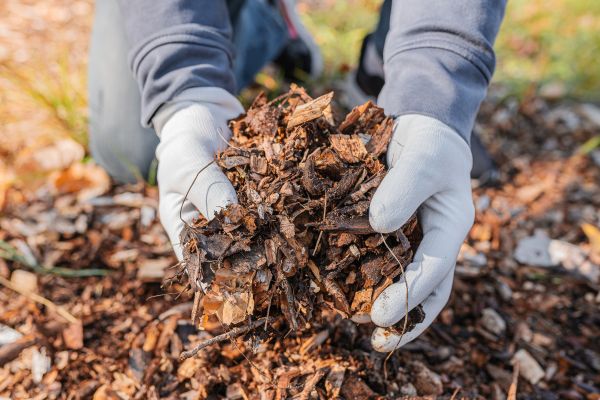 Shredded Mulch Installation in Elk River
