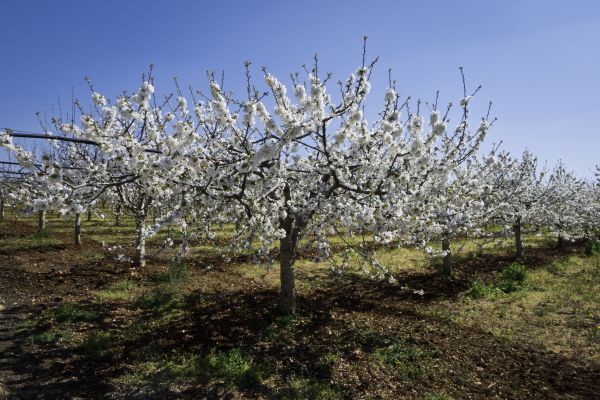 Orchard Planting in Elk River
