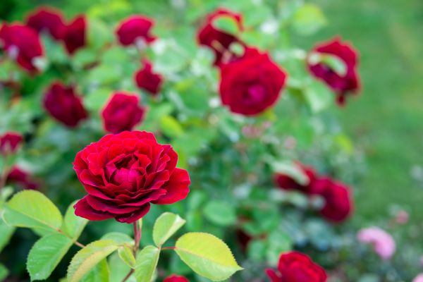 Rose Planting in Elk River