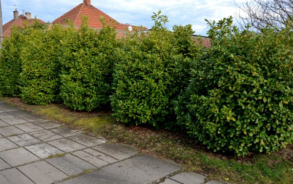 Privacy Shrub Installation in Elk River