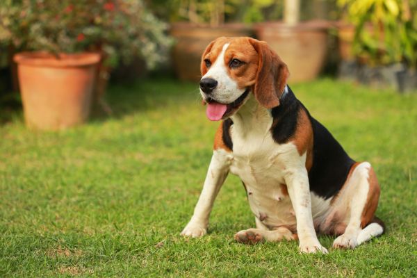 Dog Friendly Landscaping in Elk River