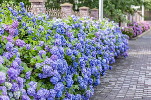 Hydrangea Landscaping in Elk River