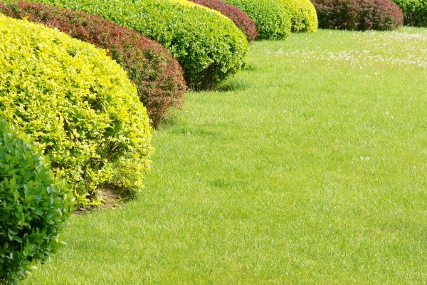 Shrubbery Planting in Elk River