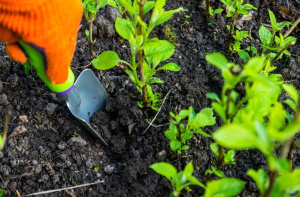 Hydrangea Planting in Elk River