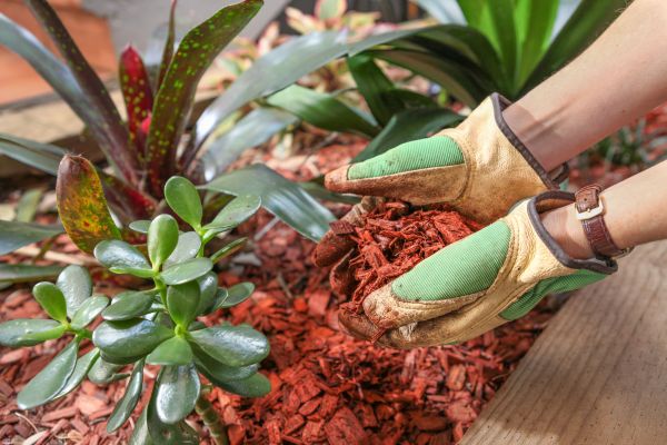 Cedar Mulch Installation in Elk River
