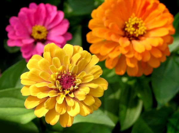 Zinnia Planting in Elk River