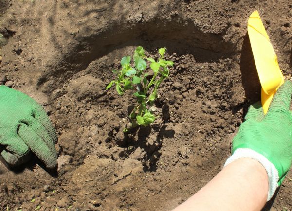 Rose Bush Planting in Elk River