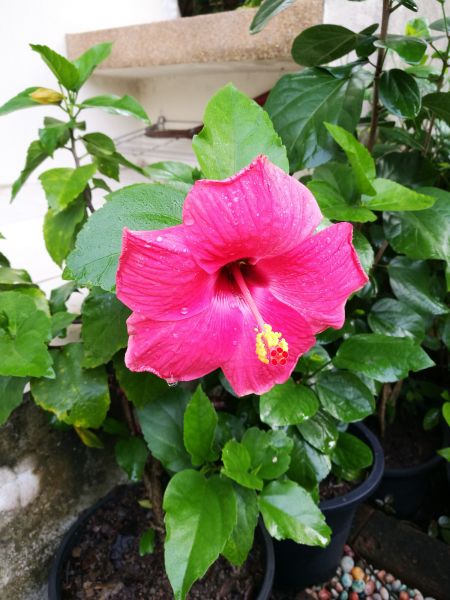 Hibiscus Planting in Elk River