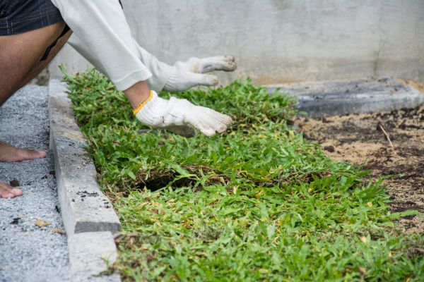 Ground Cover Planting in Elk River