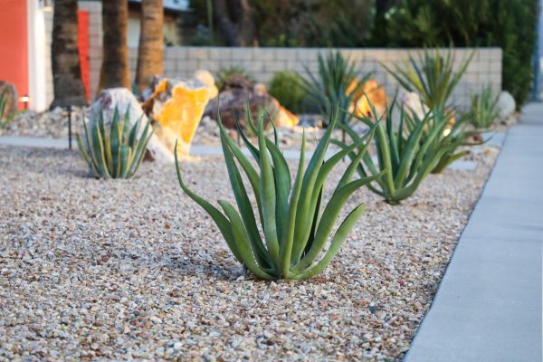 Drought Resistant Landscaping in Elk River