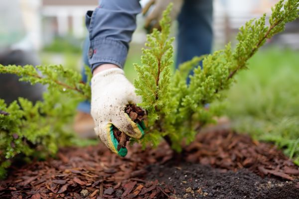 Church Mulching in Elk River